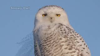 Snowy Owl