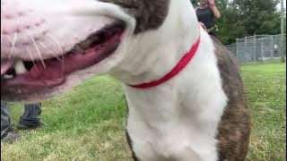 Limeade & Pitstop leash test