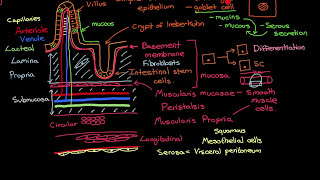 Inflammatory Bowel Disease Part 3