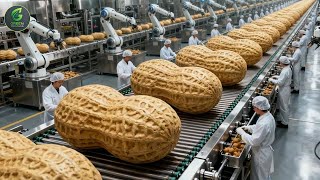 Inside The BIGGEST Roasted Peanut Farm & Factory - From Seed to Harvest (Full Process)