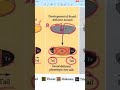 Drosophila #Drosophila #csirnet  #neet #gate #biology  #BiologyLecture  #MaternalEffectGene