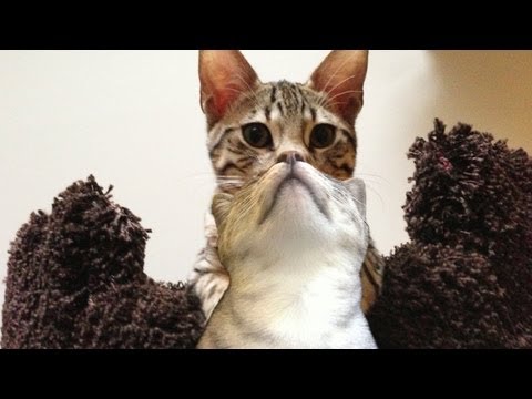 CAT BEARD INCEPTION!!!!