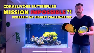 Project Keeping obligate corallivore butterflyfish in a reef tank  impossible?