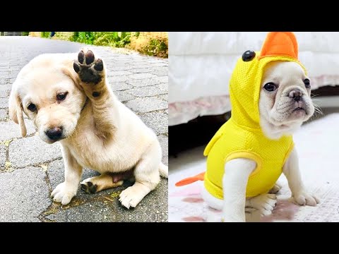 Baby Dogs - Cute and Funny Dog Videos Compilation #57 | Aww Animals