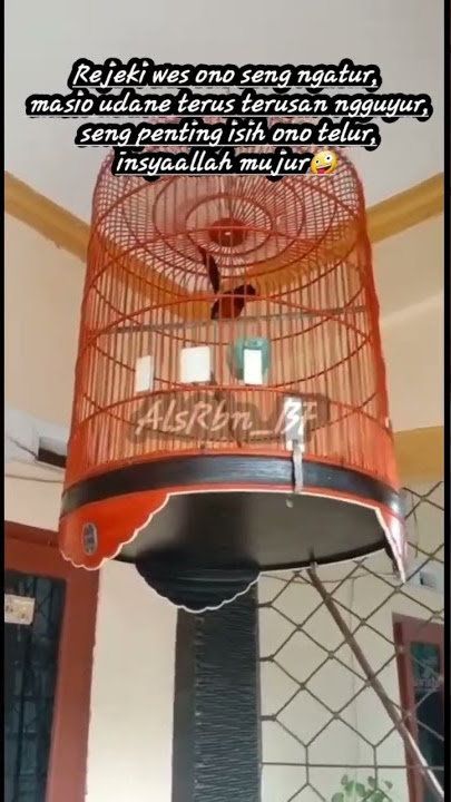 Quots Story Whatsapp Burung Murai Batu #quotes #storywa #muraibatu #fyp #shorts #viralshorts