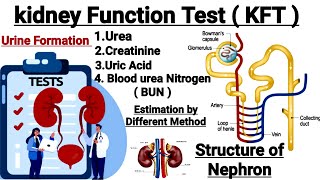 Kidney function test || Urea Estimation || Creatinine Estimation || Uric acid Estimation In detail
