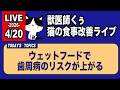 【猫の食事の質問にお答えします】ウェットフードで歯周病のリスクが上がる【アーカイブは4/21まで】