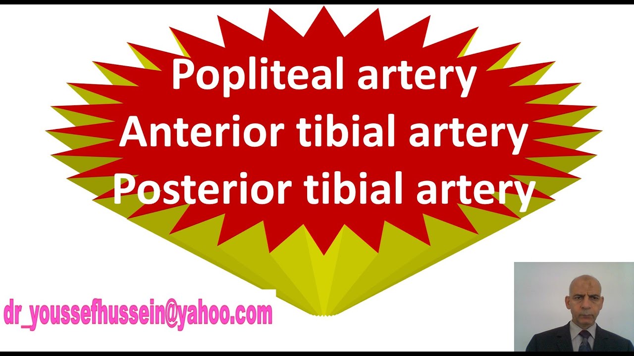 30. Popliteal artery - Anterior tibial artery - Posterior tibial - Anastomosis around knee joint