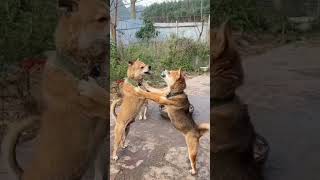 new dog fight video | new cats fight video | new birds video | new animals video | funny cat video