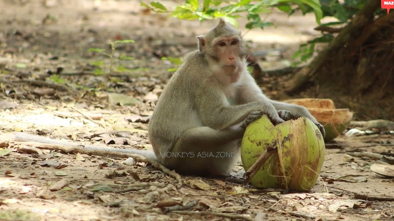 Monkey   Princess And Akot Pt monkey Amberon June13-2022, G-Maz..276..Amber