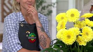 Roberta's 4Piece Double Majestic Gerber Daisy Live Plants on QVC