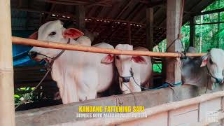 SELAYANG PANDANG || Soft Launching BUMDES AGRO MANUNGGAL SEJAHTERA screenshot 3