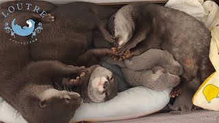 Brother Otter is Lonely Because Everyone Else is Taking Care of the Babies...