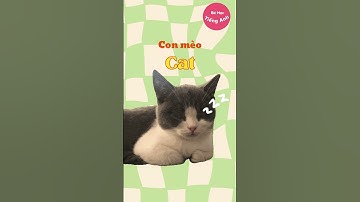 Con Mèo Tiếng Anh Là Gì? #béhọctiếnganh #dạybéhọc  #daybehoctienganh #hoctienganh