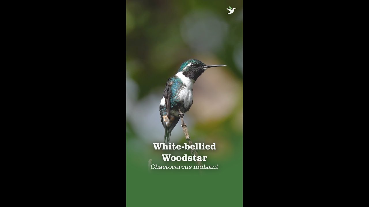 White-bellied Woodstar, Bird of the Week