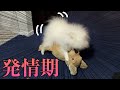 【衝撃映像】ポメラニアンが腰を振ってしまいました