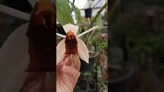Coelogyne usitana #coelogyne #orquidea #aosp www.orquidariorobertomartins.com.br