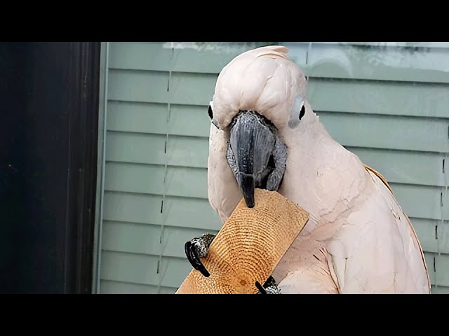 Cockatoo decides to do some woodworking on the patio