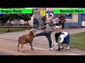 Goat vs super hero  funny street fight with health bar