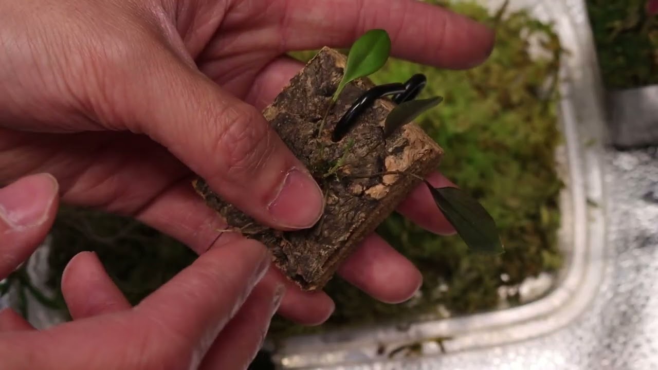 Orchid imports:  Warning signs a few weeks in, June 22, 2025