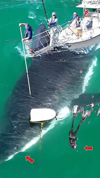 'The biggest Tiger Shark under the boat!'