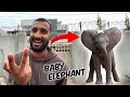 Vote for baby elephant  