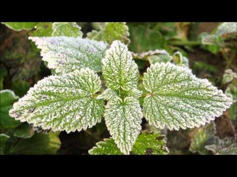 Azax Syndrom -