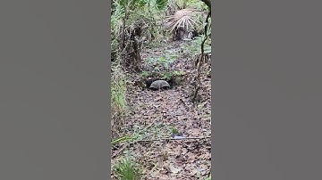 Gopher Tortoise at New Tampa Nature Park and Flatwoods Trail, Florida.