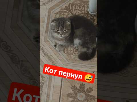 Бесстыжий кот пердит