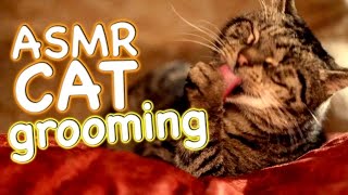 ASMR Cat  Grooming #12