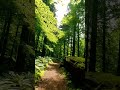 Walk With Me Through a Quiet Forest Path 🌿☀️ #ForestWalk #RelaxingNature #CalmMind