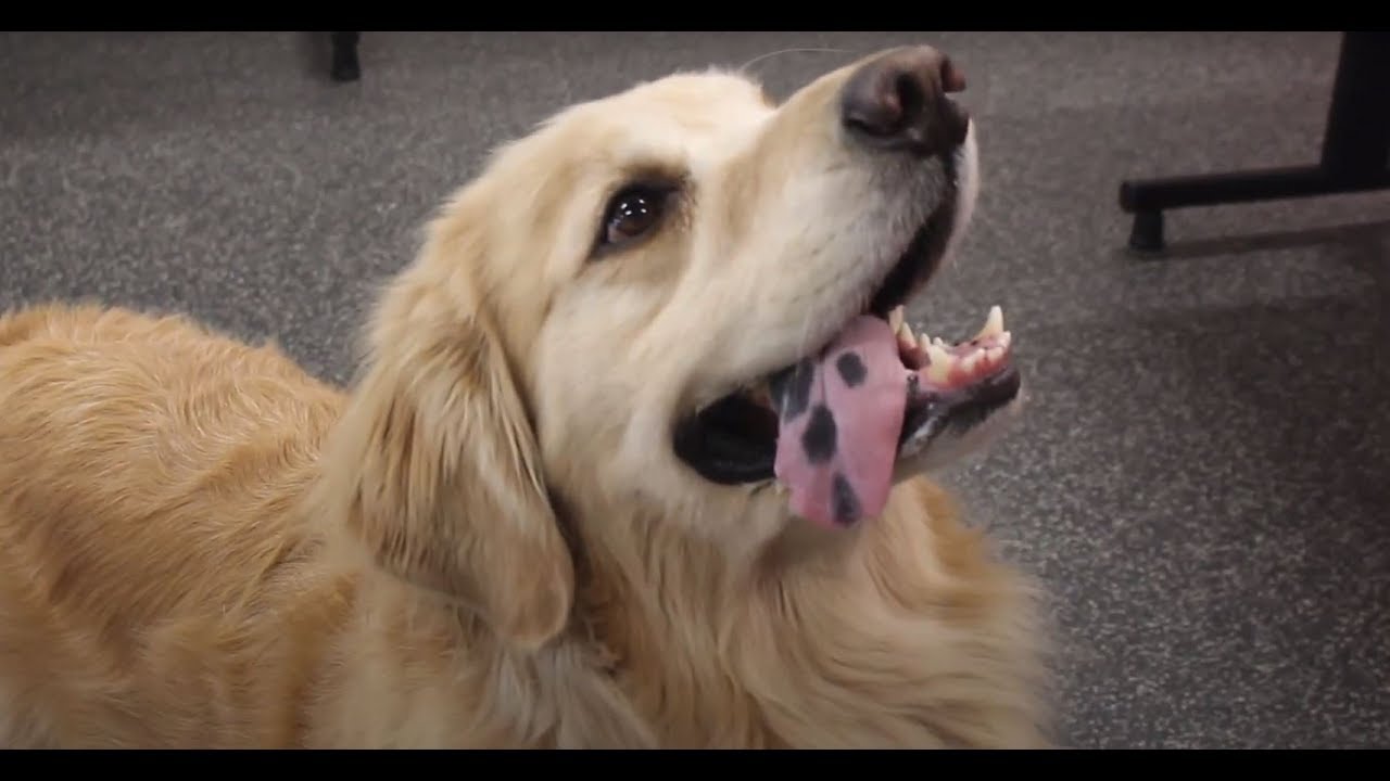 TIPS FOR TRICKS with BARK BUSTERS Ryder learns Catch YouTube