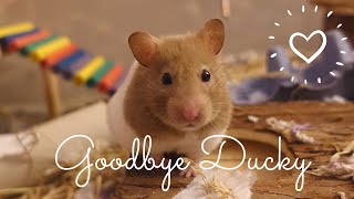 💔HAVING MY HAMSTER PUT DOWN // VET VLOG & STORY TIME // Saying Goodbye to Ducky...