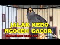 jalak kebo ngoceh gacor mancing emosi jalak lain pancingan dan masteran jalak kebo