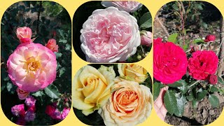 Конец августа... Цветем... ❤️❤️❤️#уральскиерозы #розы #цветениероз #розывсаду