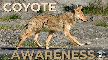 Coyote Awareness | Foster City