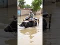 Flood in Pakistan 2025