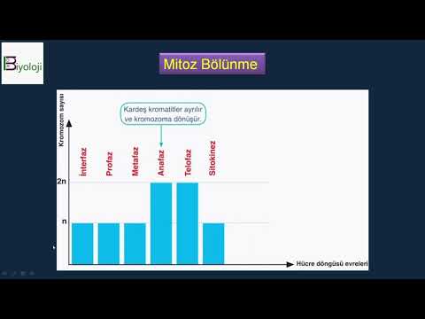 Mitoz bölünme | DNA miktarı |  Kromozom sayısı | Grafik