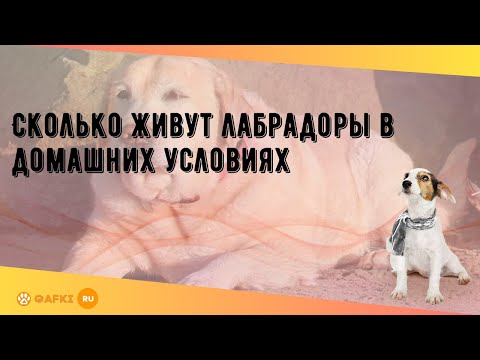 Сколько живут лабрадоры в домашних условиях