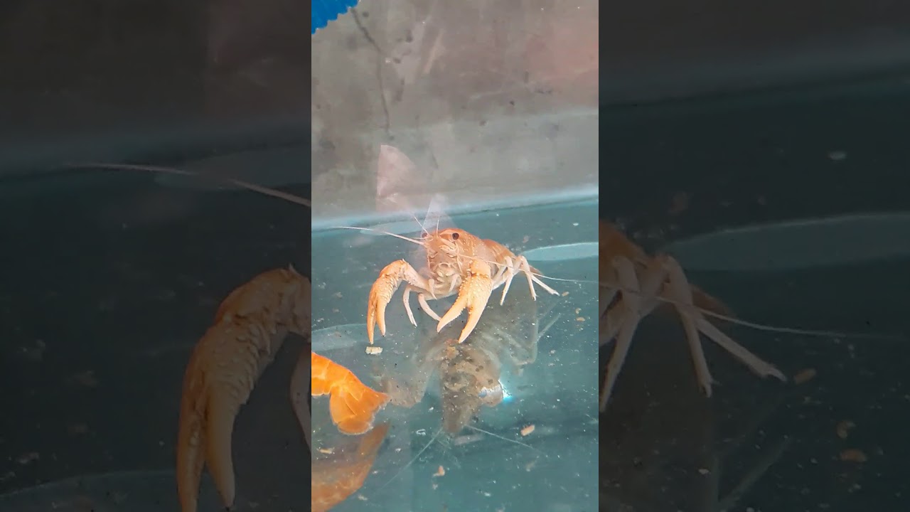 Lobster air tawar.