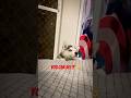 Boxer 🐶 trying to get on bed #dailyvlog #shorts #minivlog
