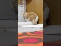 うさぎさんはおトイレを覚えておしっこをすることができます！天才可愛い最高！ #Shorts