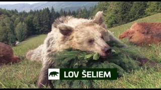 Poľovačka v slovenských lesoch / Jagd in der Slowakei / Hunting in Slovakia