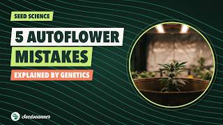 5 Autoflower Mistakes Every Grower Makes (Explained by Genetics)
