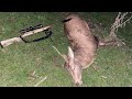 Red and Fallow deer hunt with the kids