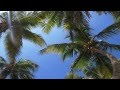 LA PALOMA ✿ Richard Clayderman