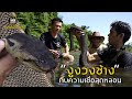 สัตว์ประหลาดใต้ผืนน้ำ งูงวงช้าง กับความเชื่อในตำนาน!! อสรพิษวิทยา EP.92