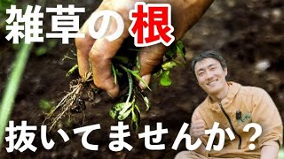 雑草の根は抜かない方が良い知って得する賢い付き合い方【自然農】