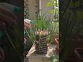 🌱3 Easy Vegetables You Can Grow at Home!🤯🌿#shorts