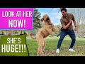 I Had 3 Weeks to Train This Dog! Did it work Long Term?